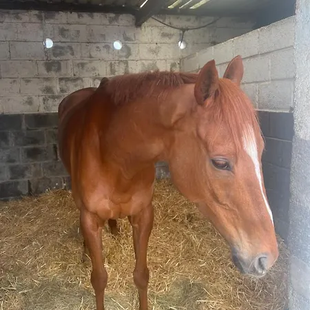 Graiguenamanagh Homestay Homestay Graiguenamanagh