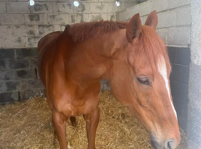 Graiguenamanagh Homestay Проживание в семье Graiguenamanagh